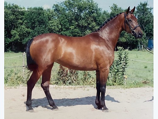 Mare, Very Healthy