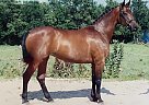 Oldenburg - Horse for Sale in Abilene, KS 67410 Oldenburg - Horse for Sale in Abilene, KS 67410