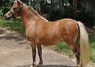 Charity - Mare in Dundee, NY Charity - Mare in Dundee, NY