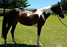 Paint/TB Mare Snickers
