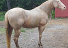 Paint - Horse for Sale in Deland, FL 32720 Paint - Horse for Sale in Deland, FL 32720
