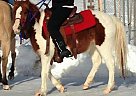 Welsh Pony - Horse for Sale in Evans, WA 99126 Welsh Pony - Horse for Sale in Evans, WA 99126