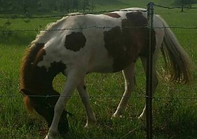 Welsh Pony and Cob (Welsh Pony and Cob, Stallion) in Evans, WA