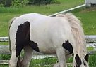 Gypsy Vanner - Horse for Sale in Poplarfield, MB R0C2N0