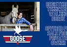 Tennessee Walking - Horse for Sale in Hampton, VA 23669