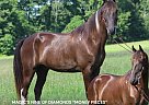Tennessee Walking - Horse for Sale in HUSTONVILLE, KY 37091