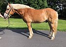 Otis - Gelding in Lancaster, PA Otis - Gelding in Lancaster, PA