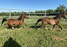 Clover - Mare in Lancaster, PA Clover - Mare in Lancaster, PA