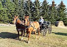 Quarter Horse - Horse for Sale in Ardrossan, AB T8E2M5