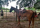 Tennessee Walking - Horse for Sale in Camilla, GA 31730 Tennessee Walking - Horse for Sale in Camilla, GA 31730
