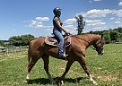 Buddy - Gelding in Lancaster, PA Buddy - Gelding in Lancaster, PA