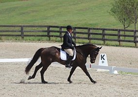 Warmblood (Warmblood, Mare) in Pike Road, AL