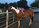 Paint - Horse for Sale in Claremore, OK 74017