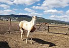 Tennessee Walking - Horse for Sale in Portland, OR 97213 Tennessee Walking - Horse for Sale in Portland, OR 97213