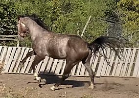 Westphalian (Westphalian, Stallion) in Abilene, KS