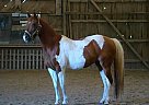 Wonderful Mount Anyone can Ride Quarter Horse Mare