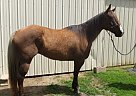 Chocolate Palomino-Paint Bendaras Genuine Leo AKA Barjoe