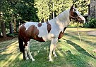 Candy - Mare in Maple Valley, WA Candy - Mare in Maple Valley, WA