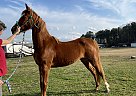 Saddlebred - Horse for Sale in Raeford, NC 28376
