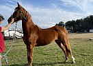 Saddlebred - Horse for Sale in Raeford, NC 28376 Saddlebred - Horse for Sale in Raeford, NC 28376