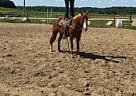 4 Year old Mare. Safe for Anyone... Quarter Horse Mare