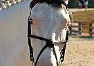 Safe, Quiet, Easy Eventing Packe... Paint Stallion
