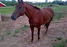 Red Chestnut Quarter Gelding Quarter Horse Gelding