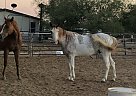Appendix - Horse for Sale in Apache Junction, AZ 85120
