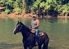 Thoroughbred - Horse for Sale in Kathleen, GA 31047 Thoroughbred - Horse for Sale in Kathleen, GA 31047