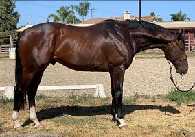 Thoroughbred (Thoroughbred, Stallion) in Kathleen, GA