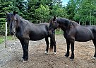 Canadian - Horse for Sale in St-Leonard, NB e7e 2l1 Canadian - Horse for Sale in St-Leonard, NB e7e 2l1