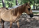 Paso Fino - Horse for Sale in Anniston, AL 36201