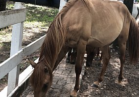 Paso Fino (Paso Fino, Mare) in Anniston, AL