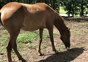 Paso Fino (Paso Fino, Mare) in Anniston, AL
