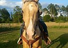 Palomino Stallion for Sale in Waller, United States Palomino Stallion for Sale in Waller, United States
