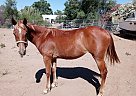 Quarter Horse - Horse for Sale in Menifee, CA 92584 Quarter Horse - Horse for Sale in Menifee, CA 92584