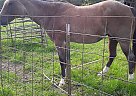 Quarter Horse - Horse for Sale in New Boston, TX 75570
