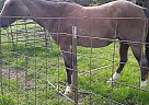 Quarter Horse - Horse for Sale in New Boston, TX 75570 Quarter Horse - Horse for Sale in New Boston, TX 75570