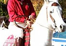 Arabian - Horse for Sale in Aiken, SC 29803