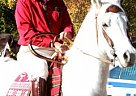 Arabian - Horse for Sale in Aiken, SC 29803 Arabian - Horse for Sale in Aiken, SC 29803
