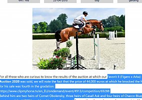 Warmblood (Warmblood, Stallion)