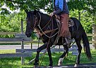 Canadian - Horse for Sale in Forest glade, NS B0P1W0