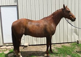 Quarter Horse (Quarter Horse, Gelding) in Meriden, KS
