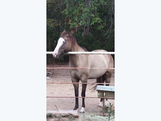 Paint Mare