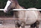 Paint - Horse for Sale in Ben Wheeler, TX 75754