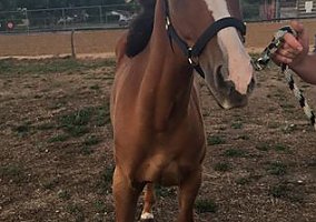 Quarter Horse (Quarter Horse, Mare) in Sheridan, WY