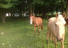 Kentucky Mountain - Horse for Sale in Hartford, KY 42347 Kentucky Mountain - Horse for Sale in Hartford, KY 42347