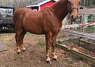 Tennessee Walking Gelding for Sale in Duluth, Minnesota Tennessee Walking Gelding for Sale in Duluth, Minnesota