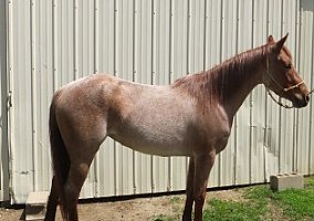 Quarter Horse (Quarter Horse, Mare) in Meriden, KS