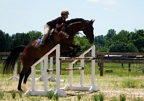 Hanoverian - Horse for Sale in Forest Hill, MD 21050